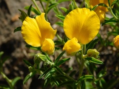 Argyrolobium pachyphyllum