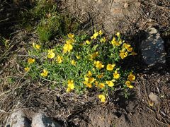 Argyrolobium pachyphyllum