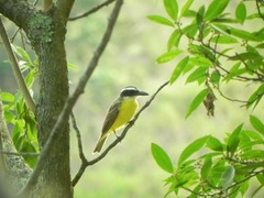 Megarynchus pitangua