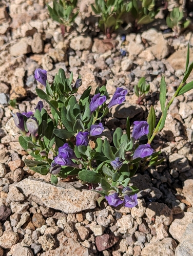 Image of Scutellaria sapphirina by no rights reserved