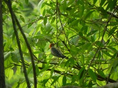 Melanerpes rubricapillus