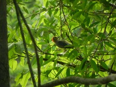 Melanerpes rubricapillus