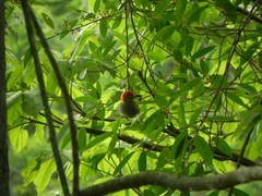 Melanerpes rubricapillus