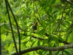 Melanerpes rubricapillus