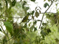 Todirostrum cinereum