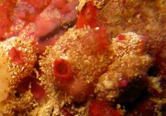 Stolonica australis