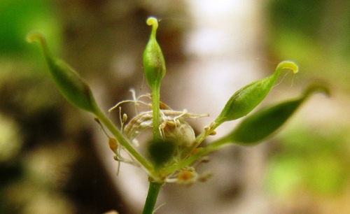 threeleaf goldthread