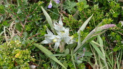 Chloraea magellanica