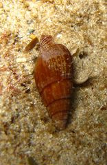 Mitridae
