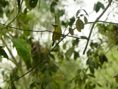 Todirostrum cinereum