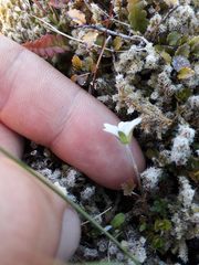 Geranium microphyllum