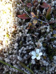 Geranium microphyllum