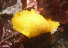 Doriopsilla albopunctata