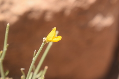 Genista capitellata image