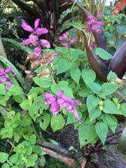 Salvia splendens