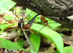 Tanyptera dorsalis