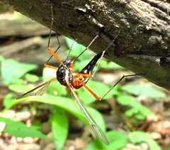Tanyptera dorsalis