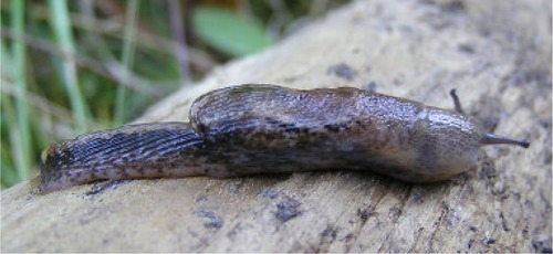 Pale Jumping-slug