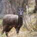Siberian Musk Deer - Photo (c) Наталья, some rights reserved (CC BY-NC), uploaded by Наталья