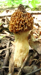 Morchella