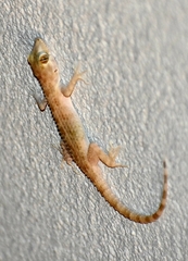 Cyrtopodion scabrum
