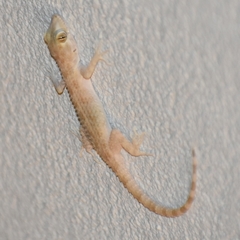 Cyrtopodion scabrum
