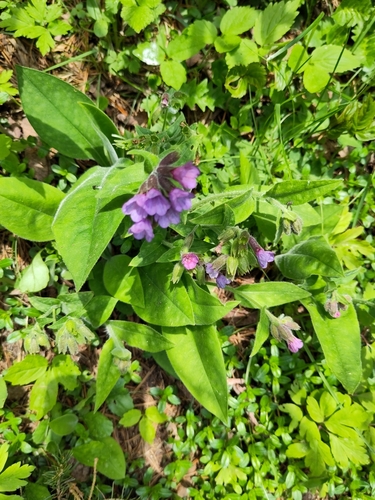 Pulmonaria carnica