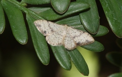Idaea halmaea