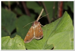 Euxoa ochrogaster