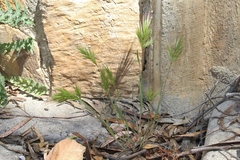 Bromus madritensis madritensis