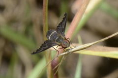 Hemipenthes velutina