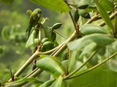 Brotogeris jugularis