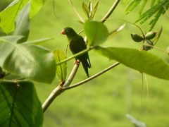 Brotogeris jugularis