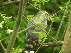 Rupornis magnirostris