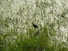 Jacana jacana