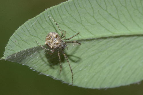 Ero aphana