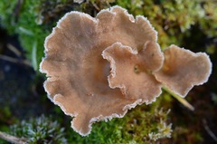 Arrhenia spathulata