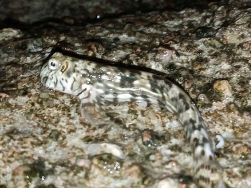Pallid rockskipper (Istiblennius unicolor) — Blenniidae — 2