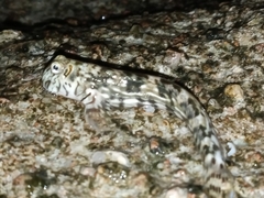 Pallid Rockskipper photo 5