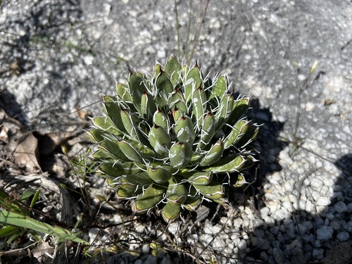 Image of Agave parviflora by (c) Sue Carnahan, some rights reserved (CC BY)