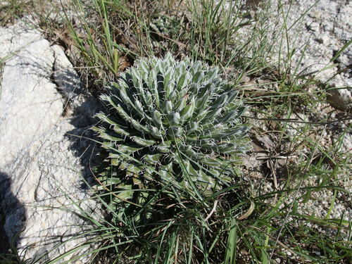 Agave parviflora