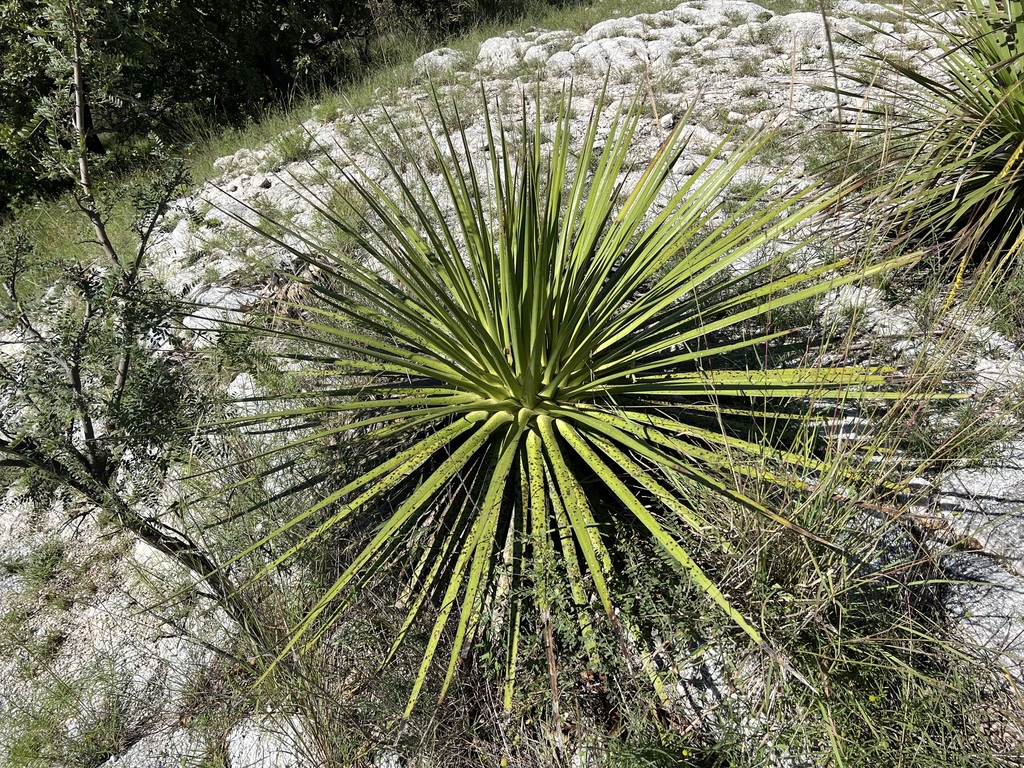 Agave ocahui, Sonora, MX