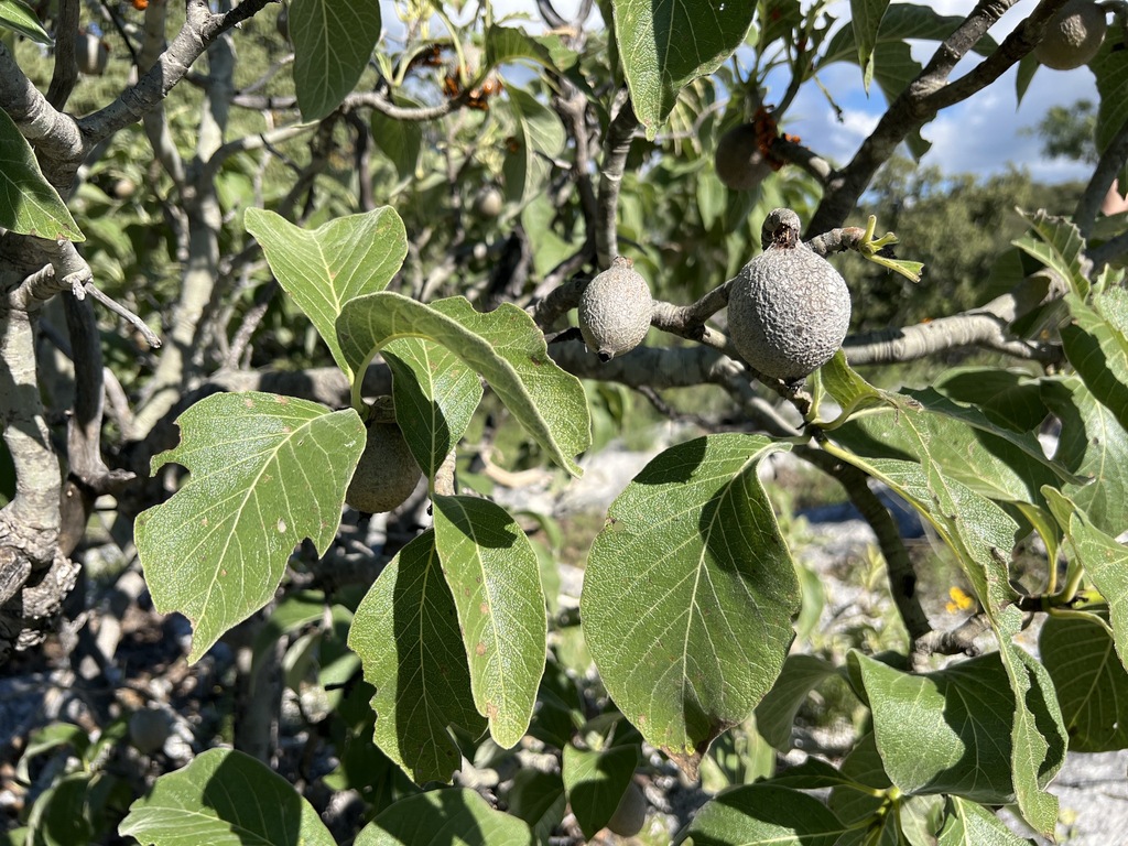 Randia mollifolia