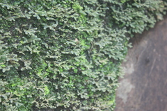 Selaginella buchholzii