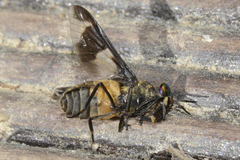 Chrysops caecutiens