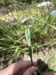 Exophthalmus jekelianus image