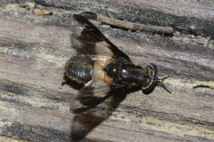 Chrysops caecutiens