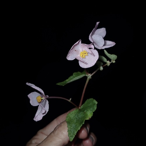 Image of Begonia gracilis by (c) Sue Carnahan, some rights reserved (CC BY)