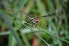 Erythrodiplax ochracea