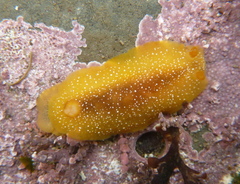 Doriopsilla albopunctata